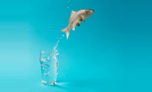 Photo of fish jumping out of pint of water.